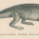 Antique engraving on reptiles: showing various crocodiles, Pl 2, 1828