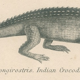 Antique engraving on reptiles: showing various crocodiles, Pl 2, 1828