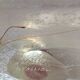 Frosted blown glass vases - (Galaxy Red model) by Bertil Vallien, Sweden 1986
