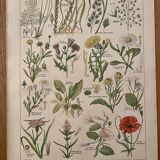 Lithograph weeds weeds - 1920