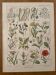 Lithographie plantes adventices mauvaises herbes - 1920