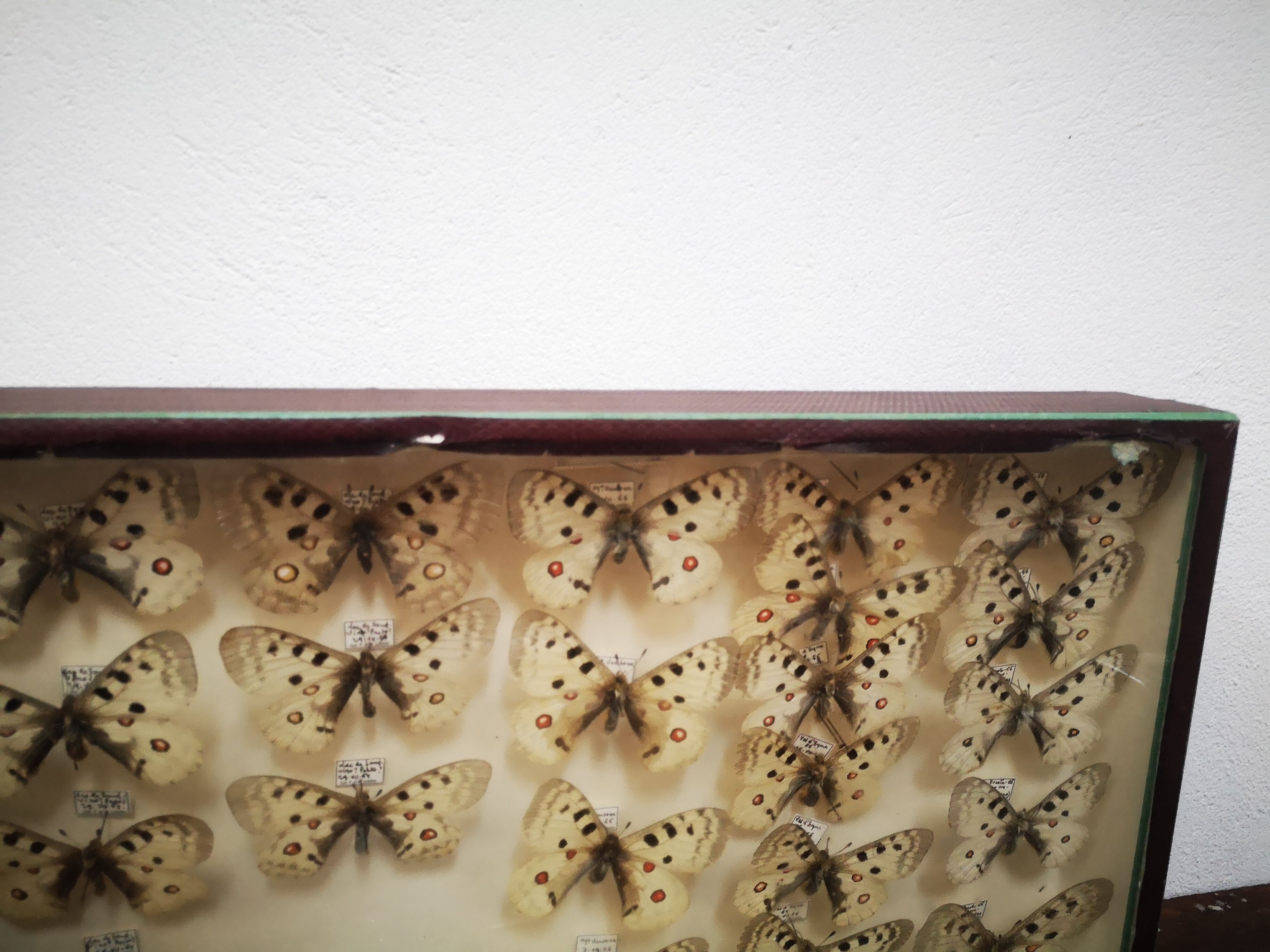 Carde ancient butterflies