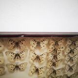 Carde ancient butterflies