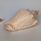 Pink shell, conch, stombus gigas, pink conch