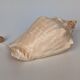 Pink shell, conch, stombus gigas, pink conch