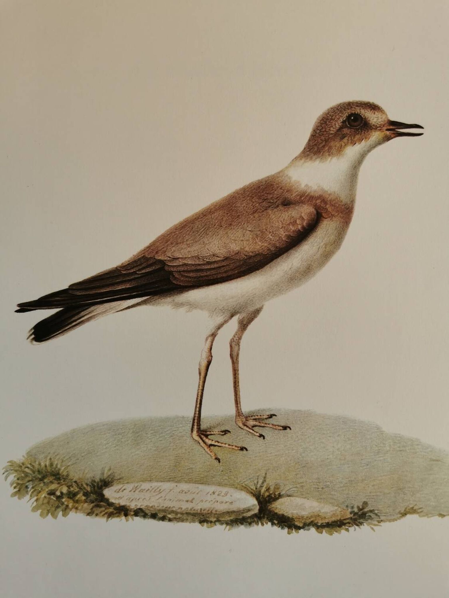 Planche zoologique