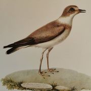 Planche zoologique