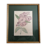 Tableau botanique fleurs roses
