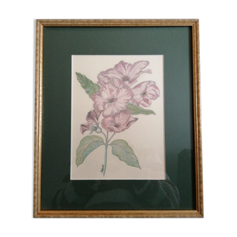 Botanical painting pink flowers