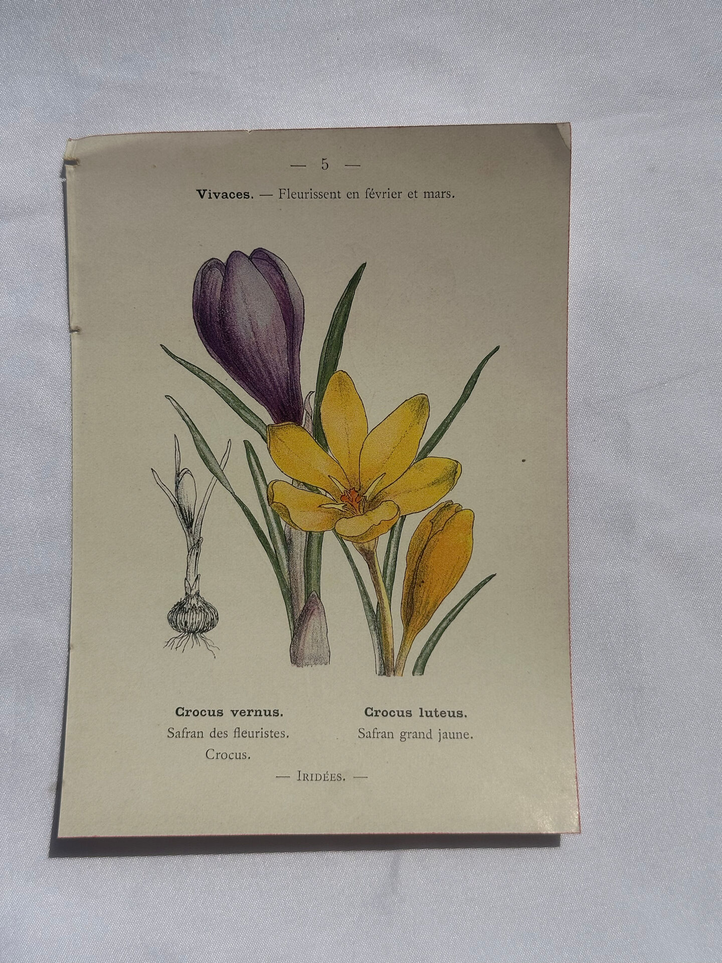 🌿 Botanical Plate Old Naturalist Engraving 19th Century Double-Sided A