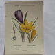 🌿 Botanical Plate Old Naturalist Engraving 19th Century Double-Sided A