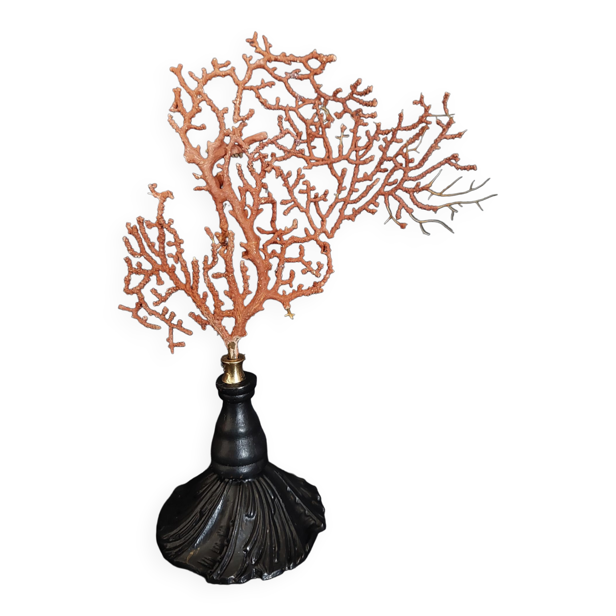 Cabinet of Curiosities red gorgon paramuricea clavata on base