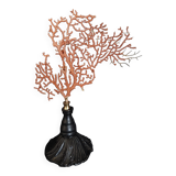 Cabinet of Curiosities red gorgon paramuricea clavata on base