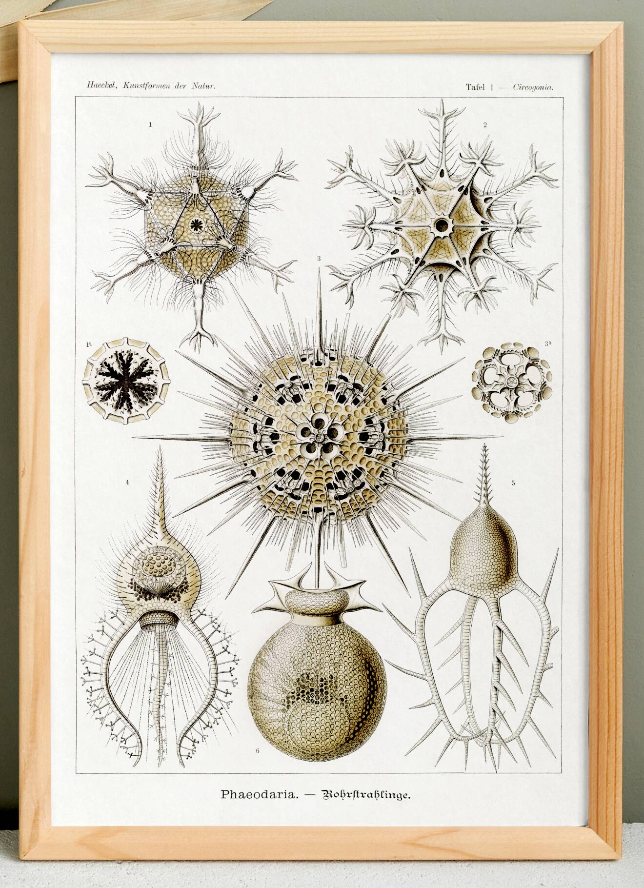 Poster about the Phaeodaires, based on an old lithograph from 1904.