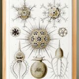 Poster about the Phaeodaires, based on an old lithograph from 1904.