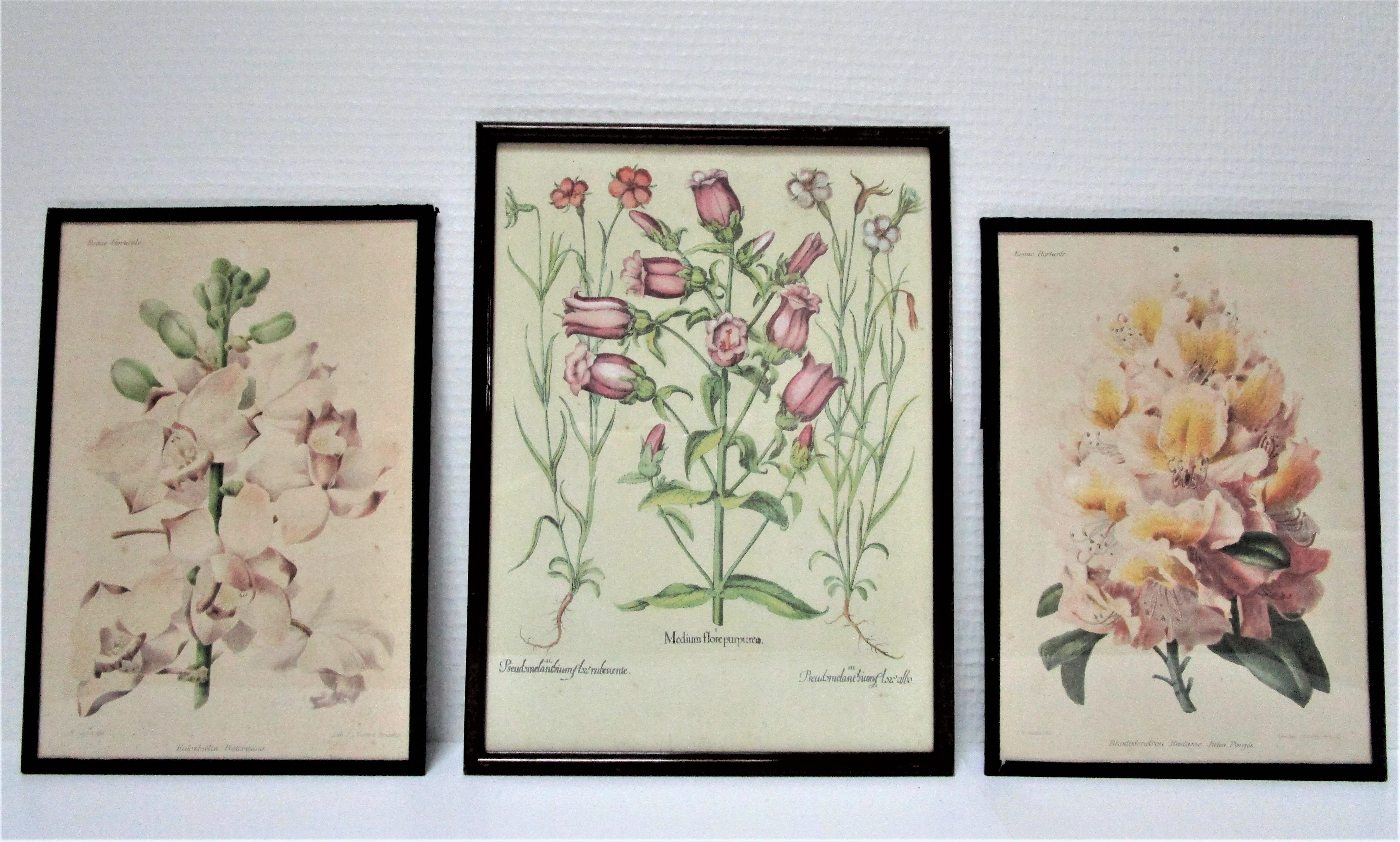 Trois planches botaniques encadrées orchidée rhododendron campanule médium vintage