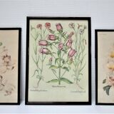 Trois planches botaniques encadrées orchidée rhododendron campanule médium vintage