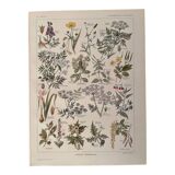 Lithograph on poisonous plants - 1920