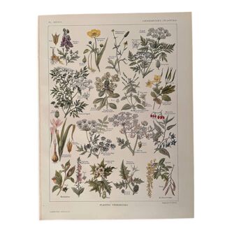 Lithographie sur les plantes vénéneuses - 1920