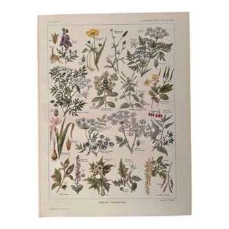 Lithograph on poisonous plants - 1920