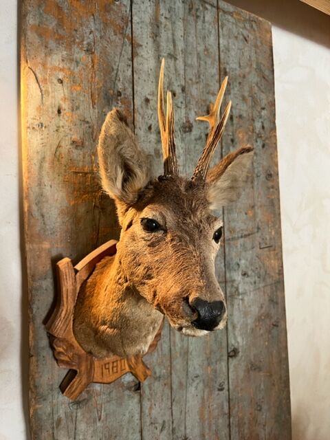 Deer Hunting Trophy