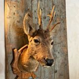 Deer Hunting Trophy