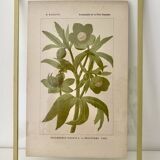 Botanical plate