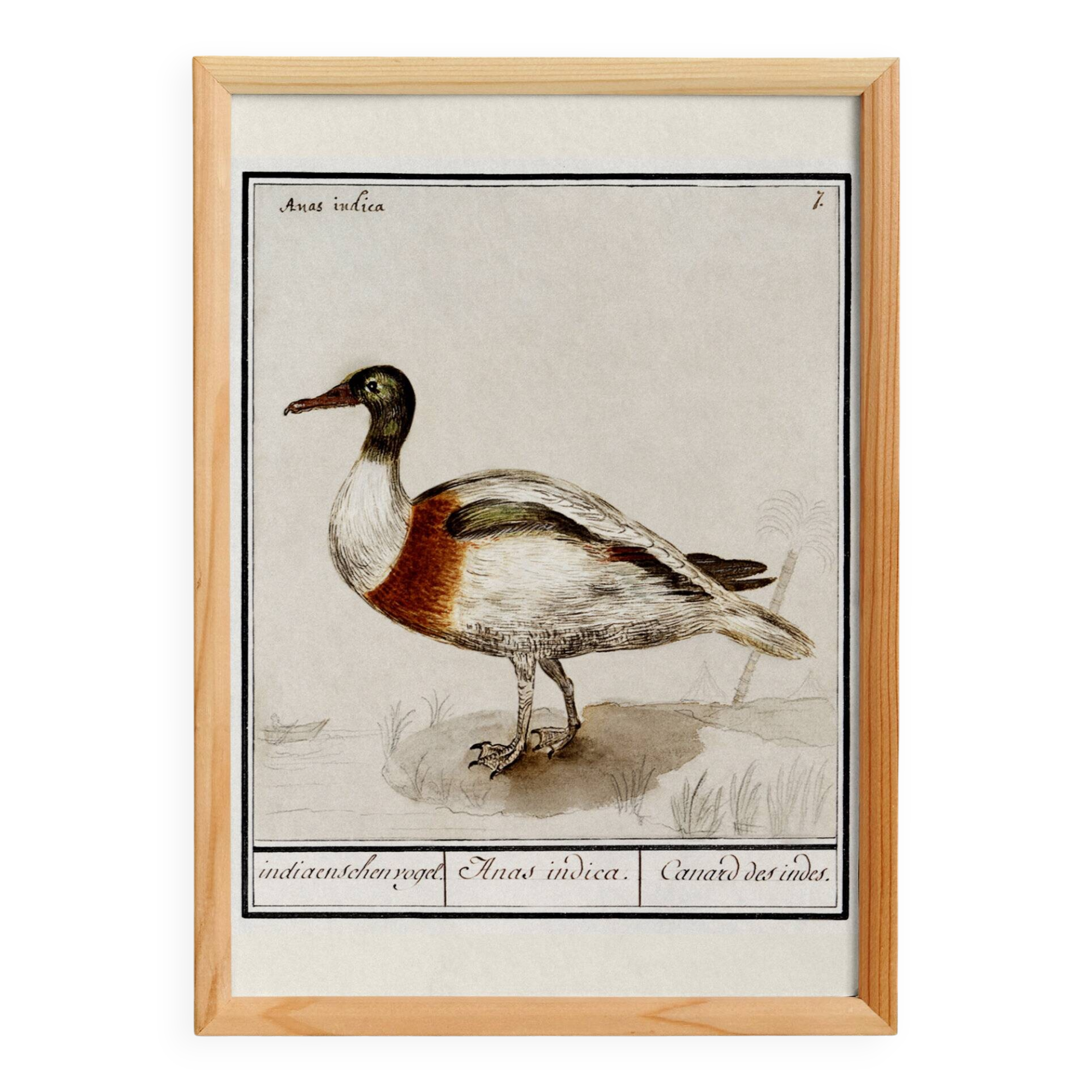 Small poster about the Indian runner duck, after an old engraving