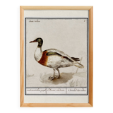 Small poster about the Indian runner duck, after an old engraving