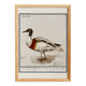 Small poster about the Indian runner duck, after an old engraving