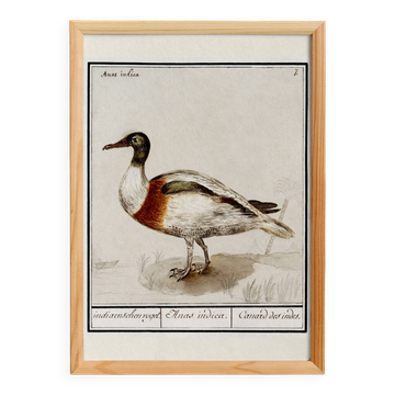 Small poster about the Indian runner duck, after an old engraving