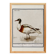 Small poster about the Indian runner duck, after an old engraving