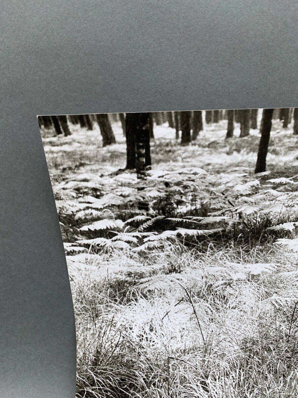 Film photography Bernard Darot Parterre of ferns 20th century