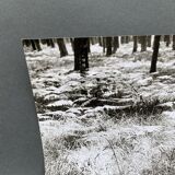 Film photography Bernard Darot Parterre of ferns 20th century