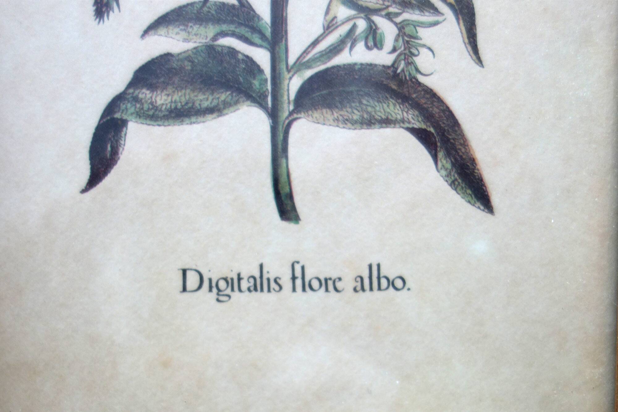 Set of 4 vintage plant botanical lithograph paintings