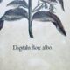 Set of 4 vintage plant botanical lithograph paintings