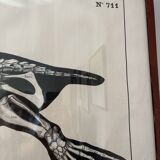 Deyrolle, poster skeleton seal and dolphin