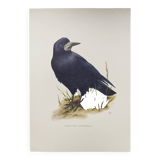 Old vintage bird board from the 60s 🐦 Crow Rook 🦜 Ornithological illustration