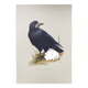 Old vintage bird board from the 60s 🐦 Crow Rook 🦜 Ornithological illustration