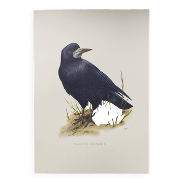 Old vintage bird board from the 60s 🐦 Crow Rook 🦜 Ornithological illustration