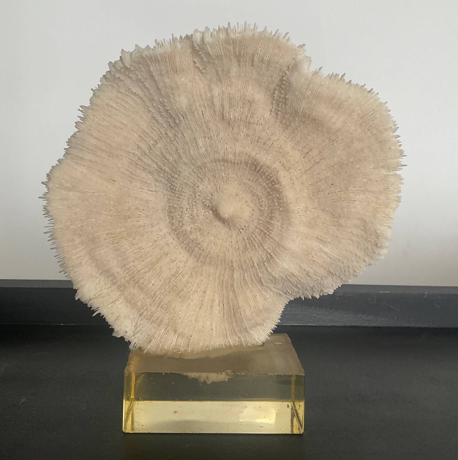 Vintage coral on plexiglass base