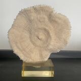 Vintage coral on plexiglass base