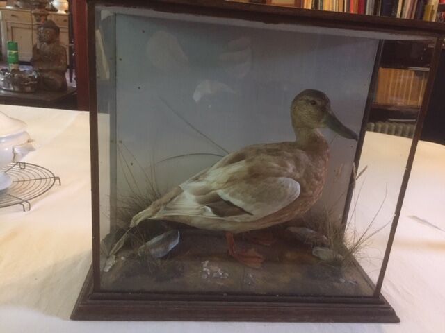 Taxidermy duck. Victorian showcase