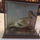 Taxidermy duck. Victorian showcase