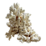 Vintage coral branch