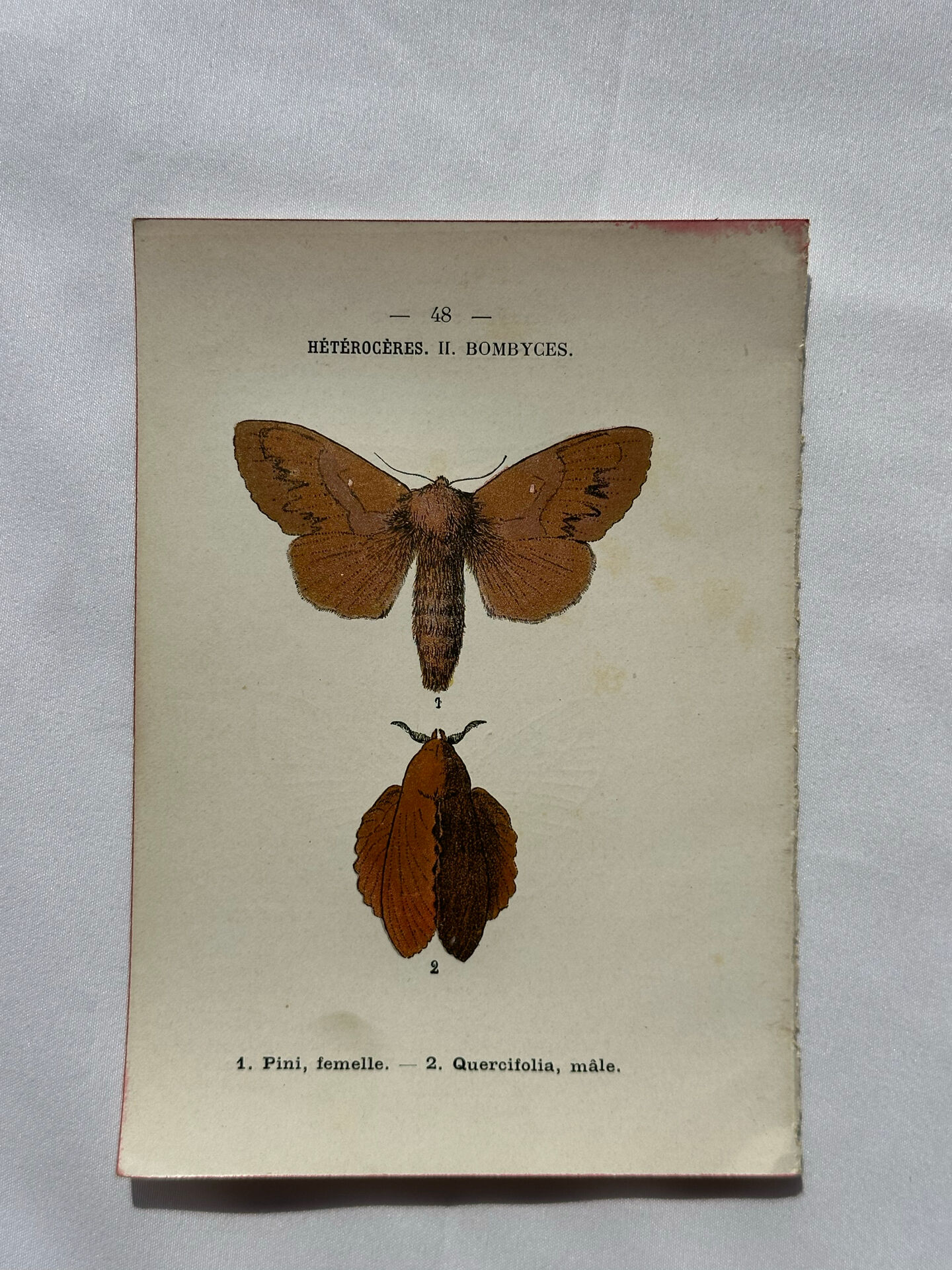Naturalist engraving Butterfly 19th-century original botanical poster 1800