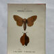 Naturalist engraving Butterfly 19th-century original botanical poster 1800