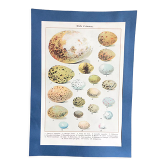 Bird eggs educational board