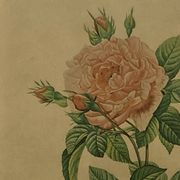 Lithographie ancienne rose encadrée sous verre imprimerie de Remond ACC-7058
