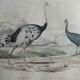 Planche ornithologique originale " autruche & casoar " - buffon 1838